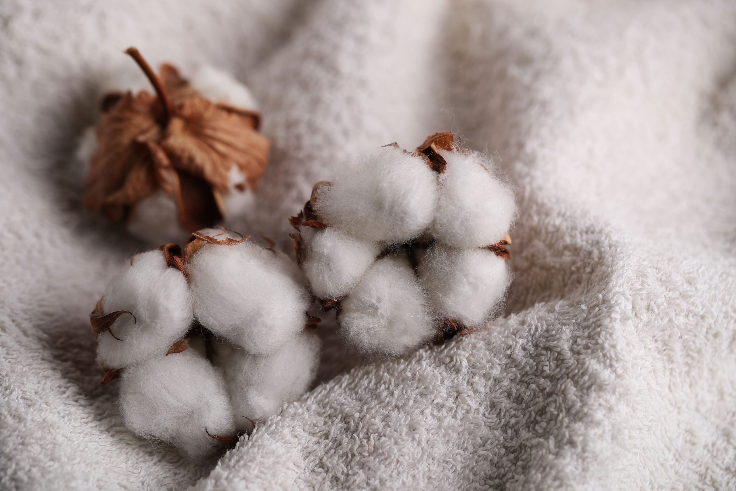 The Benefits of Organic Cotton: Why It's the Perfect Choice for Bedding and Clothing